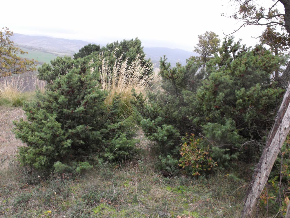 Juniperus oxycedrus